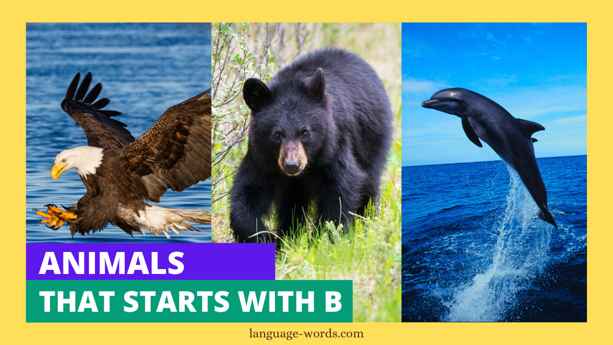 Animals That Starts With B