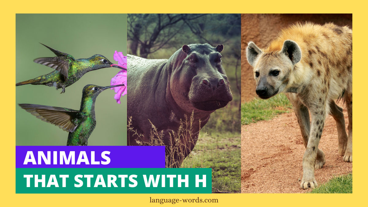 Animals That Starts With H