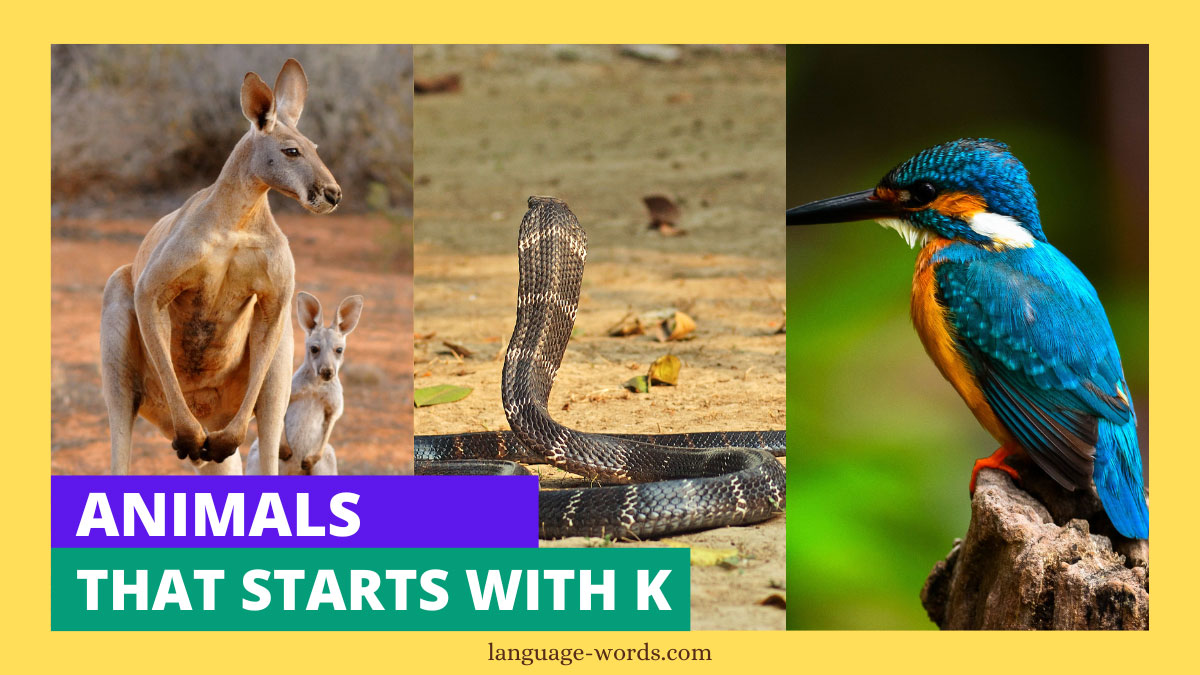 Animals That Starts With K