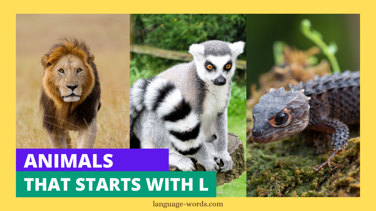 Animals That Starts With L