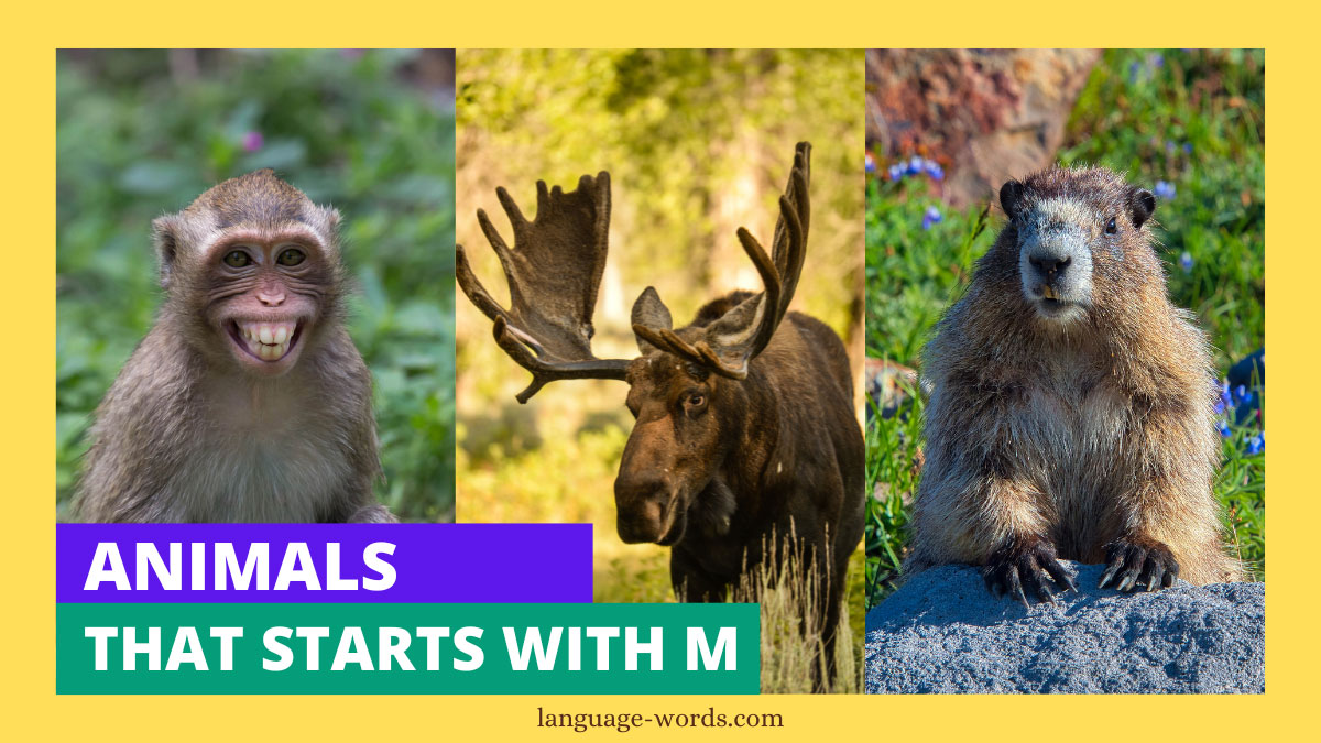 Animals That Starts With M