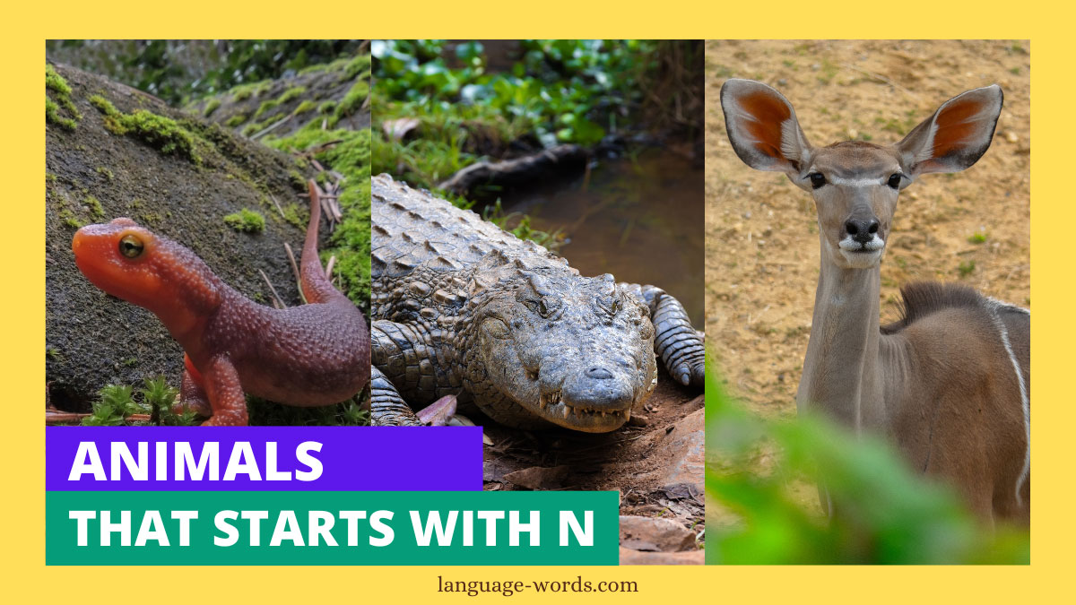 Animals That Starts With N