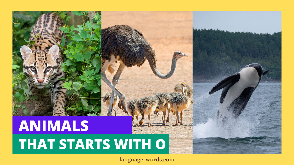 Animals That Starts With O