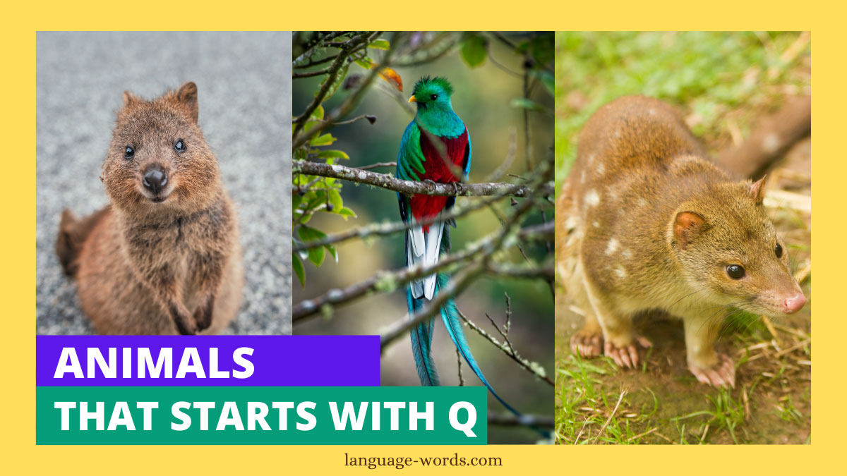 65+ Unveiling the Unique World of Animals Starting With Q