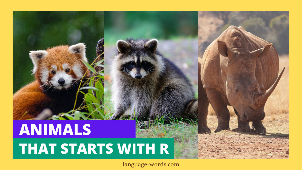 Animals That Starts With R