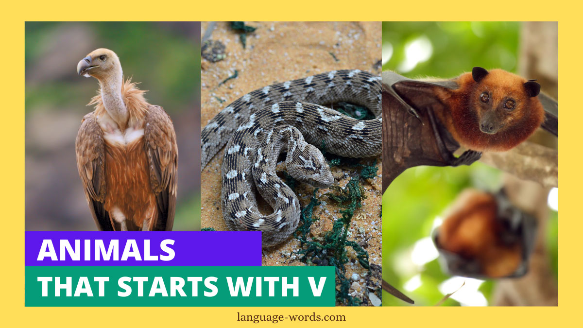 Animals That Starts With V