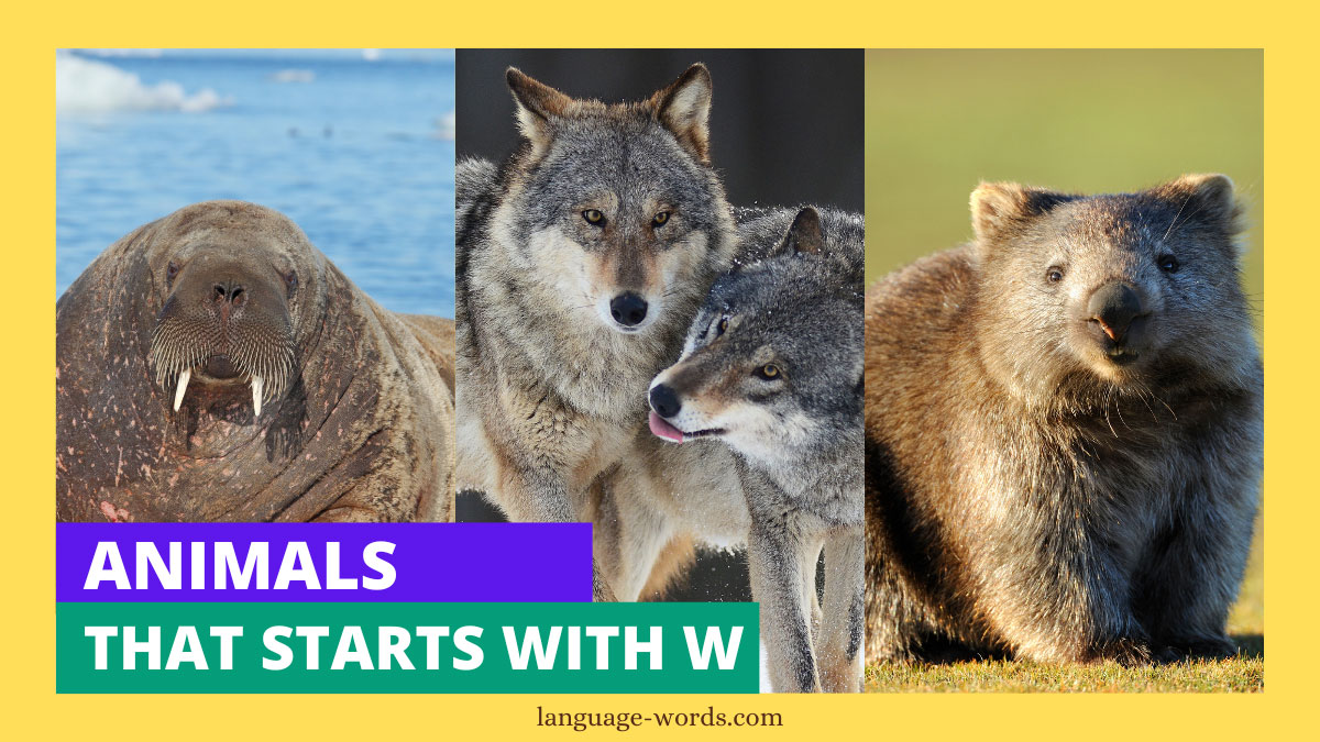 From Wolves to Walruses: A Guide to 175+ Animals That Begin With W