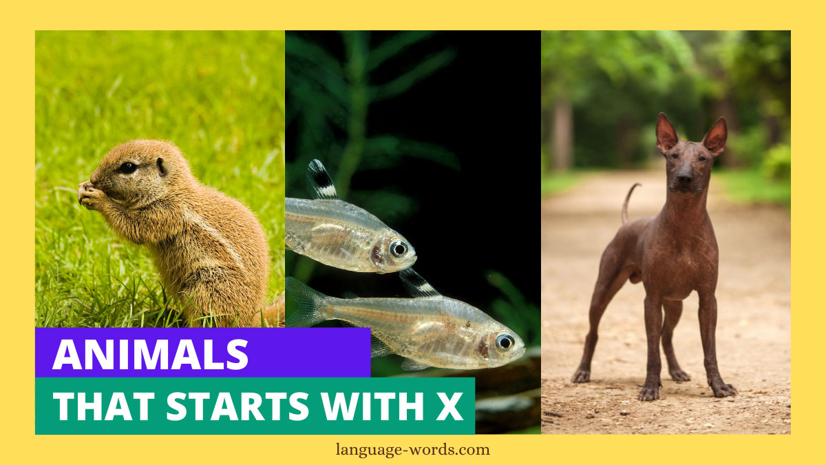 Animals That Starts With X