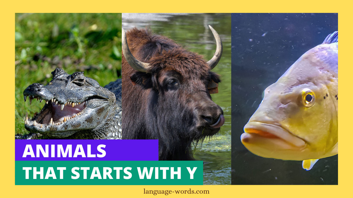 Animals That Starts With Y