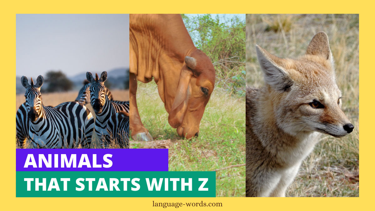 Animals That Starts With Z