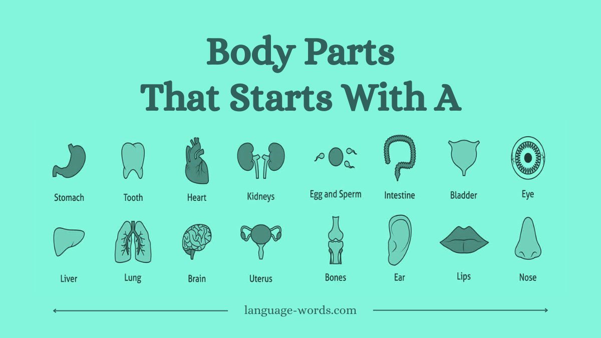 Top 38+ Body Parts That Start With A: A Comprehensive Guide