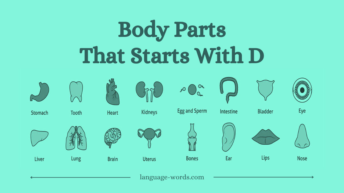 Body Parts That Start With D