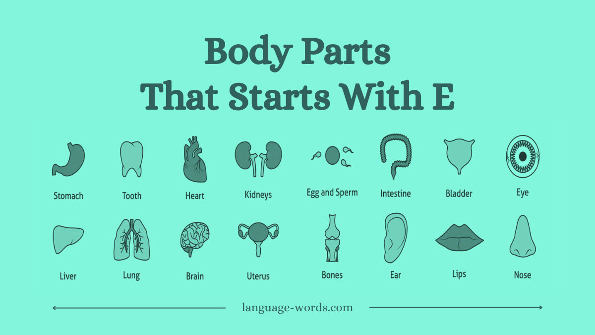 Body Parts That Start With E