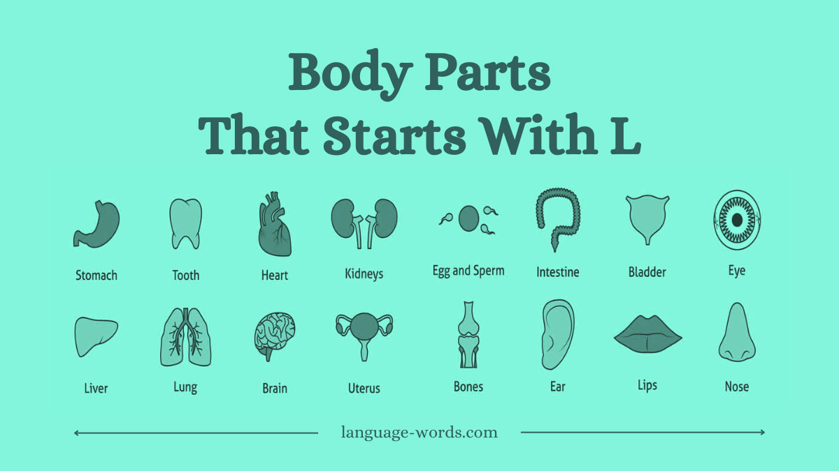 The L-Team: 25+ Essential Body Parts That Start With L
