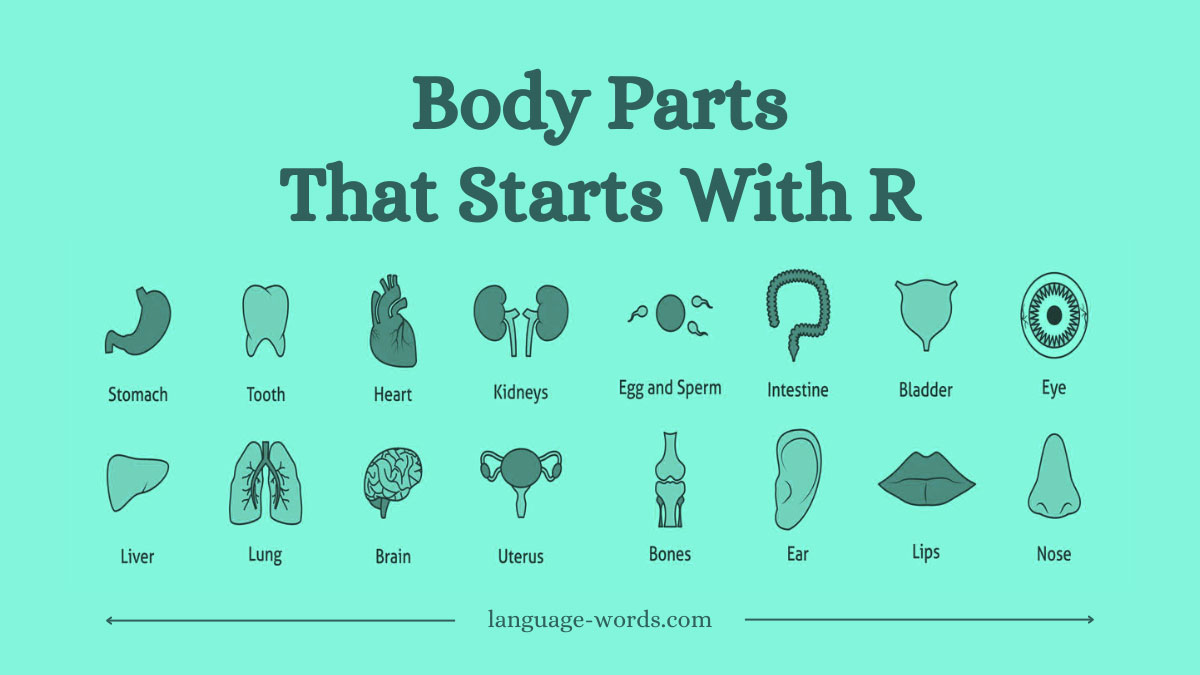 19+ Remarkable Body Parts That Start With R