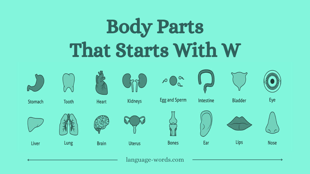 Body Parts That Start With W